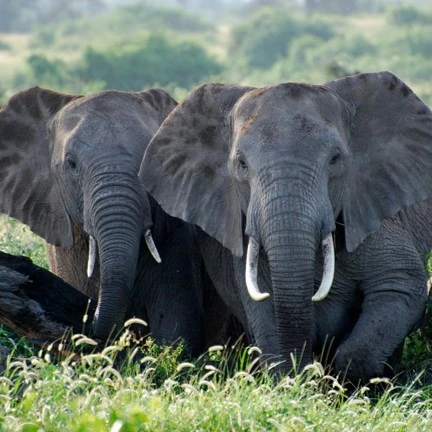 African elephant digital adoption