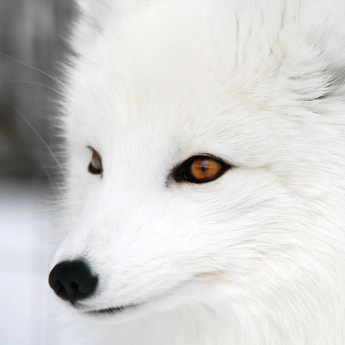 Arctic fox family