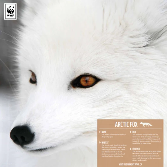 Arctic fox family - Image 4