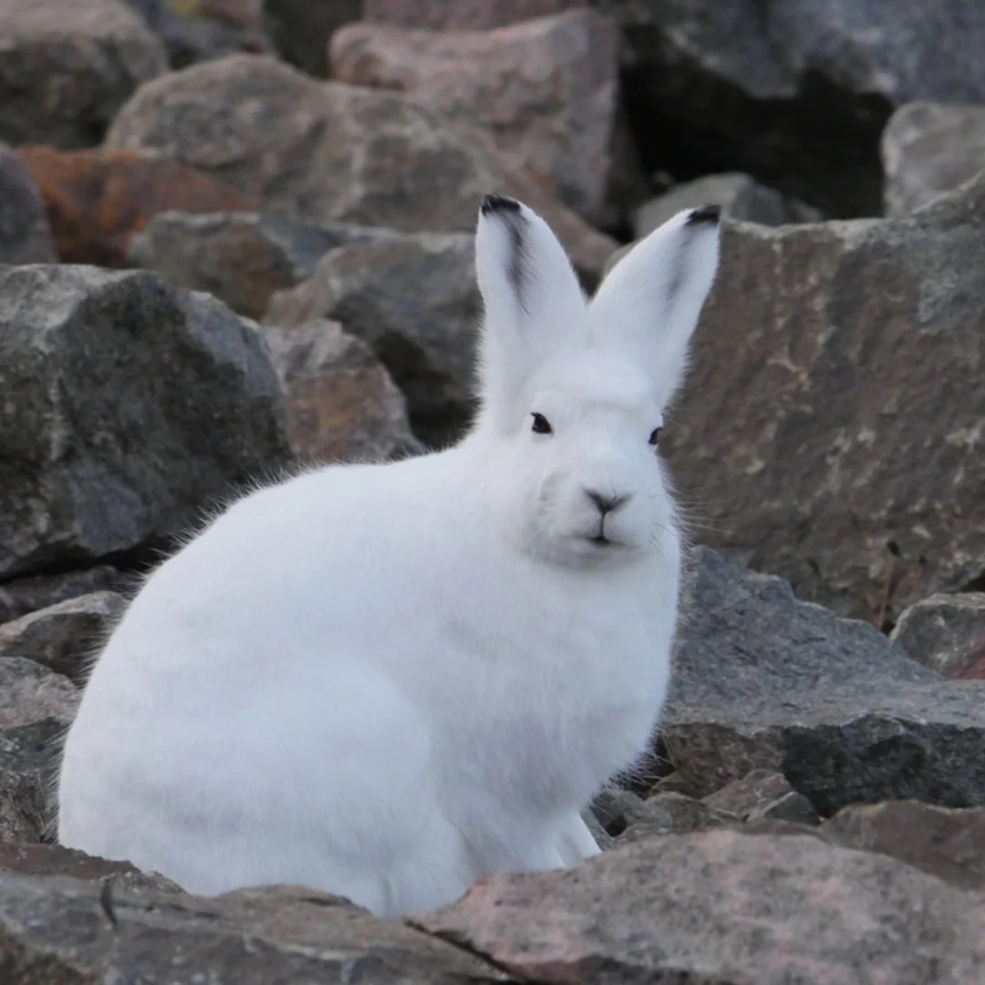 Arctic hare digital adoption