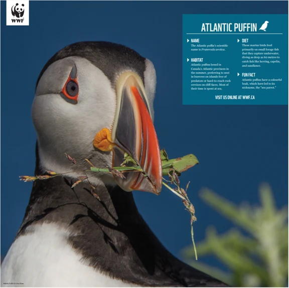Atlantic puffin - Image 4