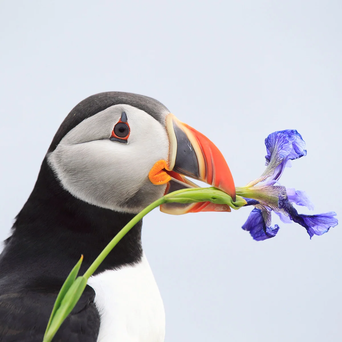 Atlantic puffin adoption card - Image 2