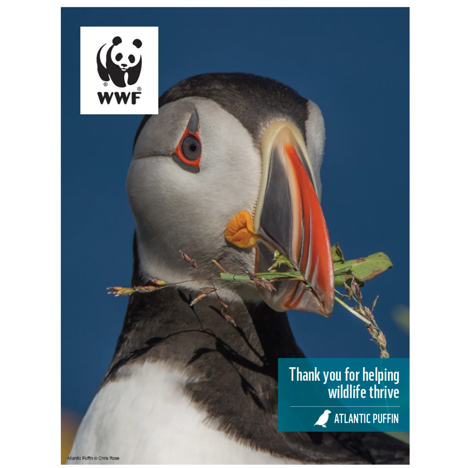 Atlantic puffin digital adoption - Image 3