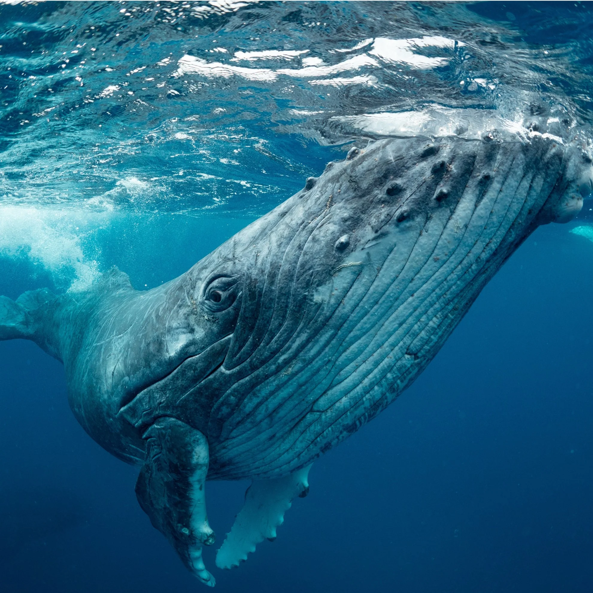Baleine à bosse