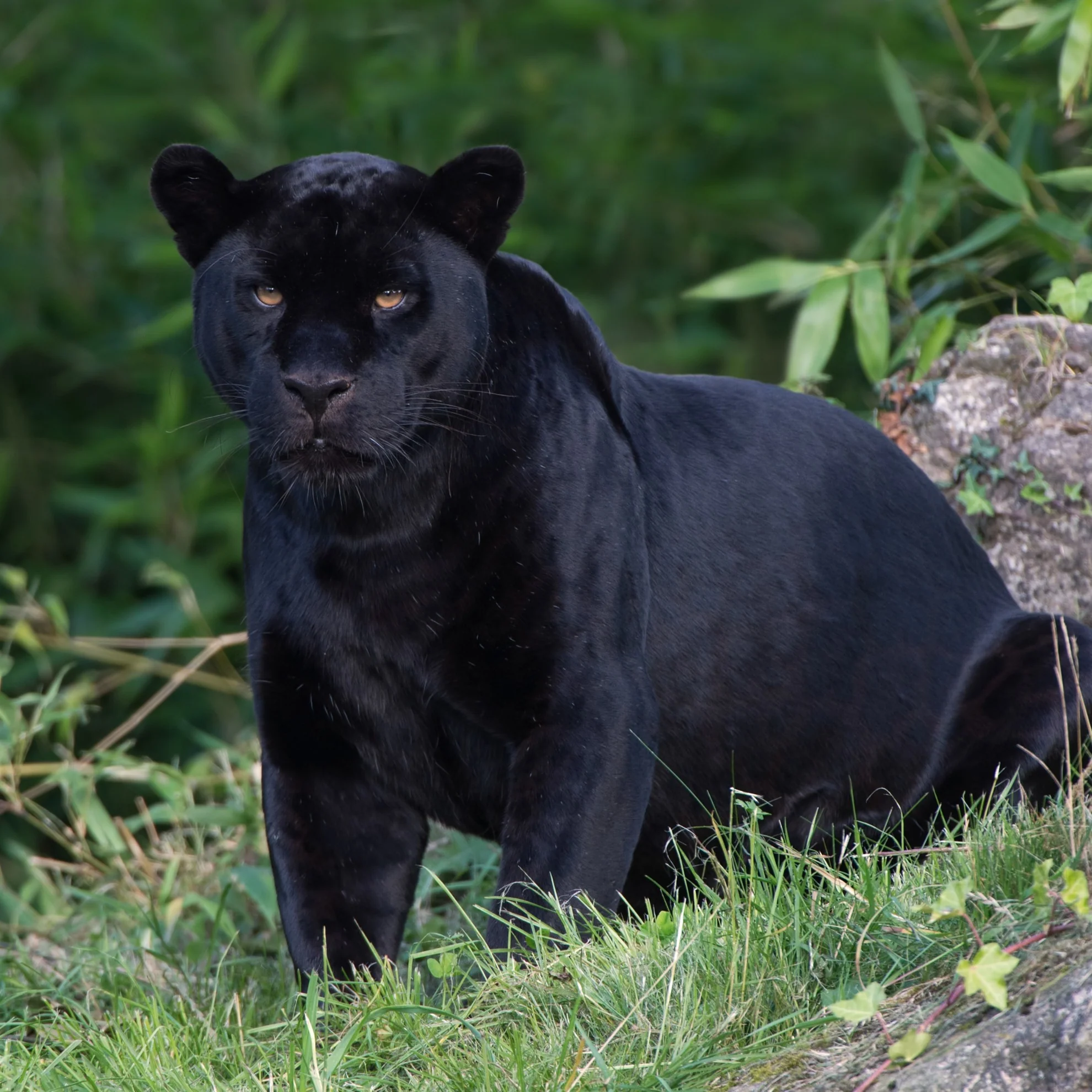 Black jaguar digital adoption