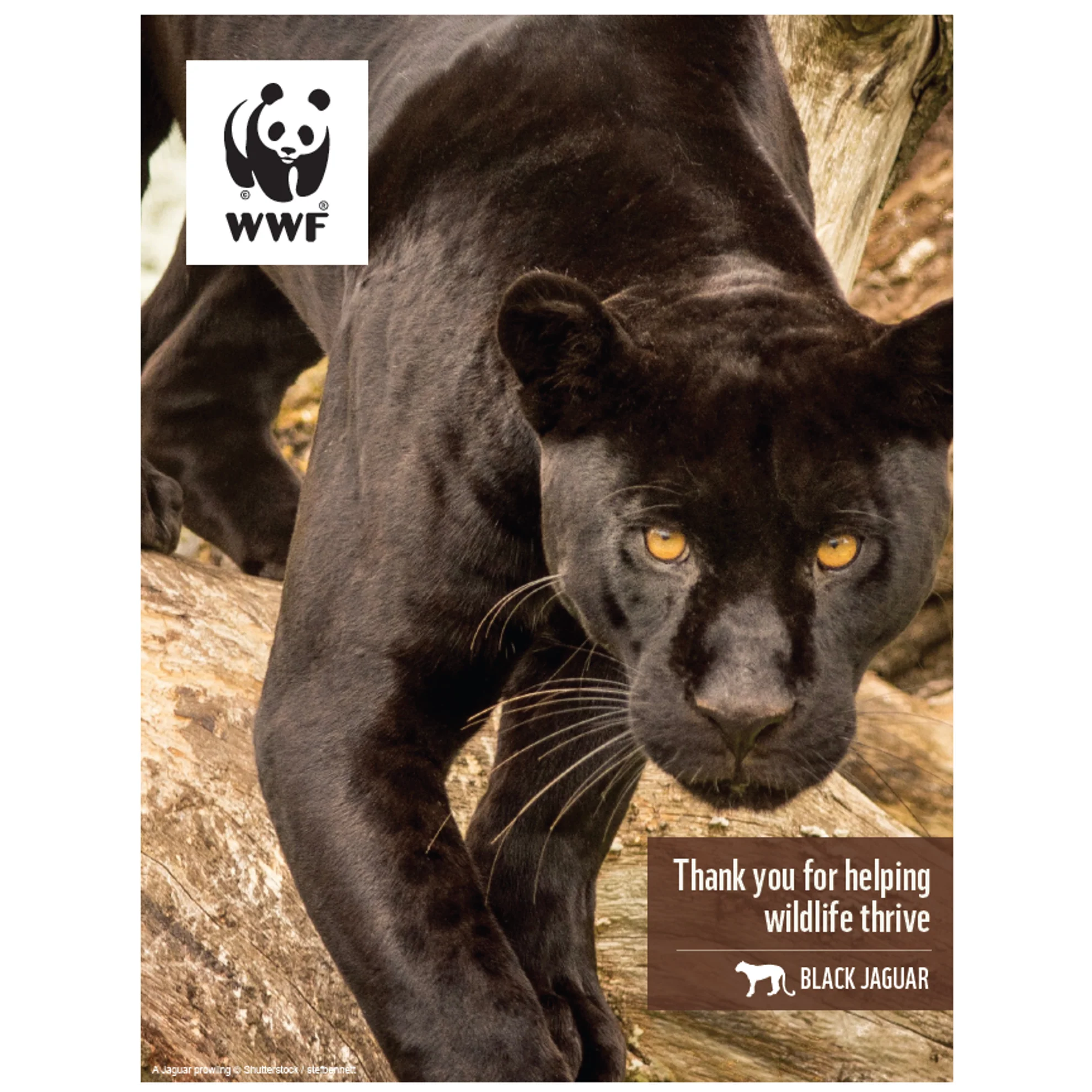 Black jaguar digital adoption - Image 3