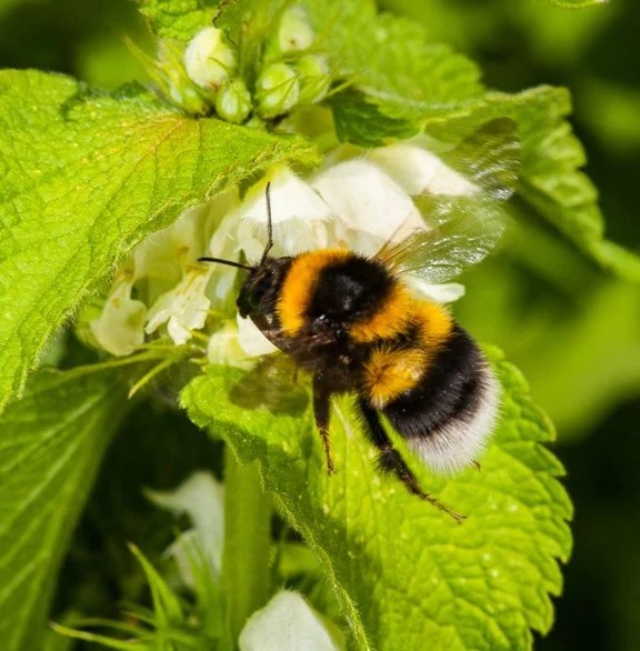 Bumblebee adoption card - Image 2