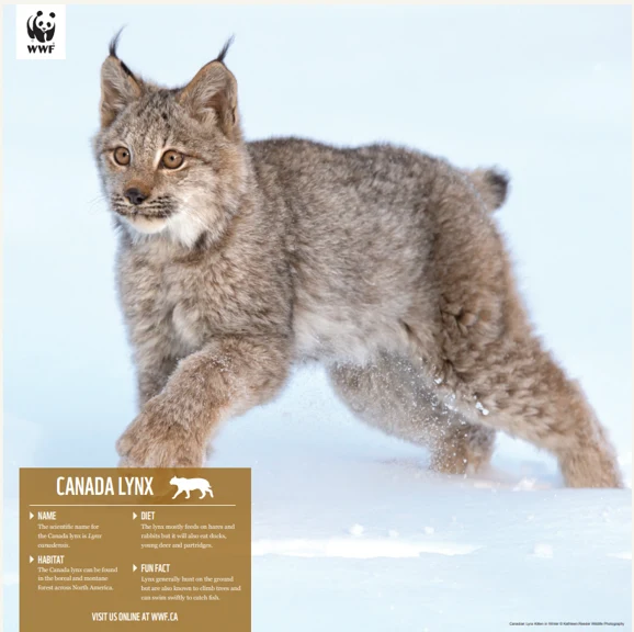 Canada lynx - Image 4