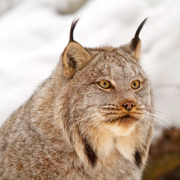 Canada lynx adoption card - Image 2
