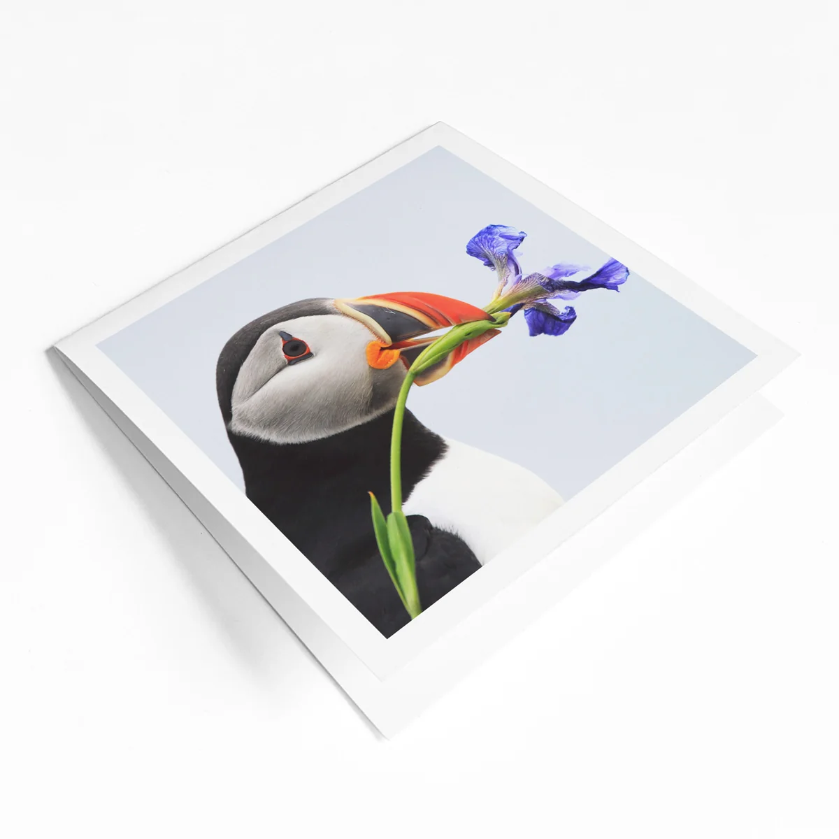 Canadian species greeting card bundle (4 pack) - Image 5