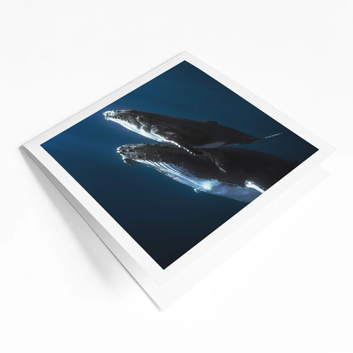 Canadian species greeting card bundle (4 pack) - Image 6