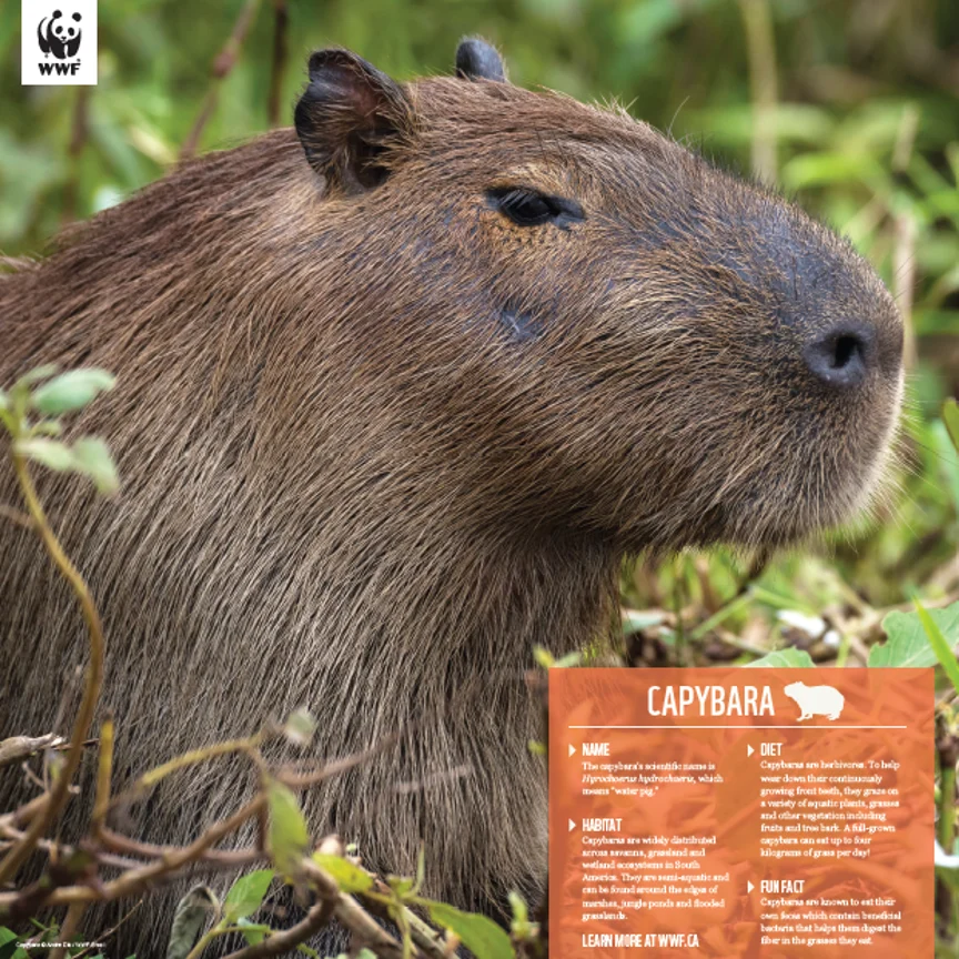 Capybara - Image 4
