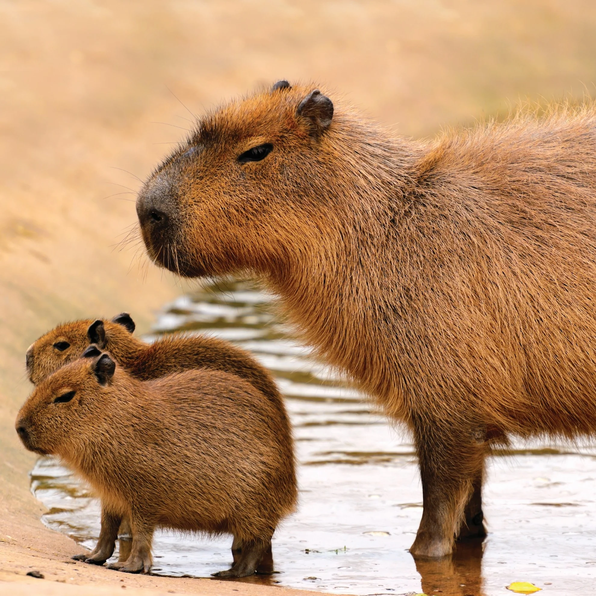 Capybara digital adoption