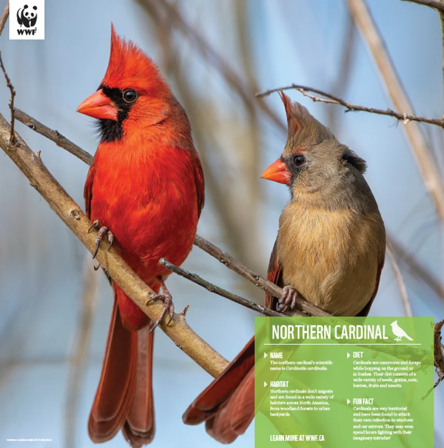 Cardinal - Image 4
