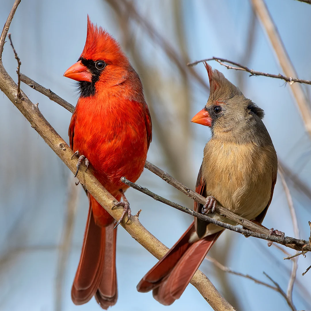 Cardinal digital adoption