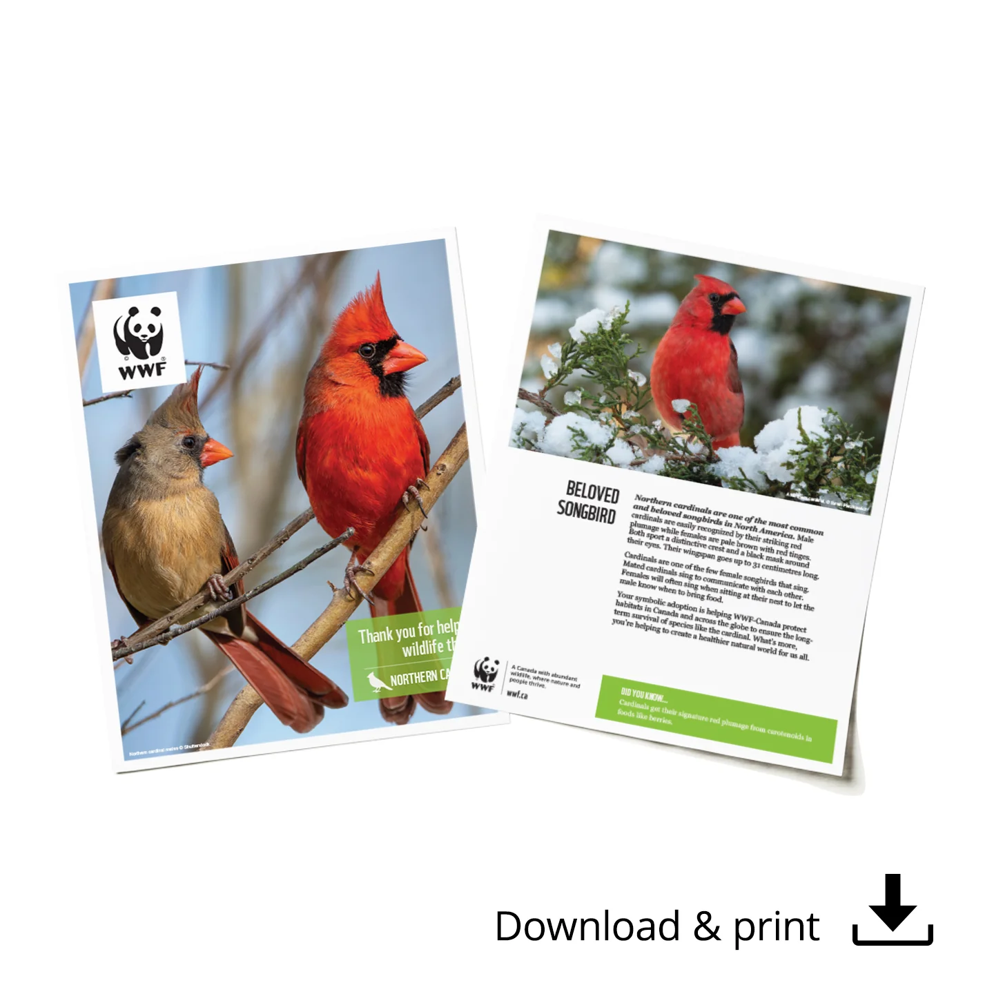 Cardinal digital adoption - Image 4