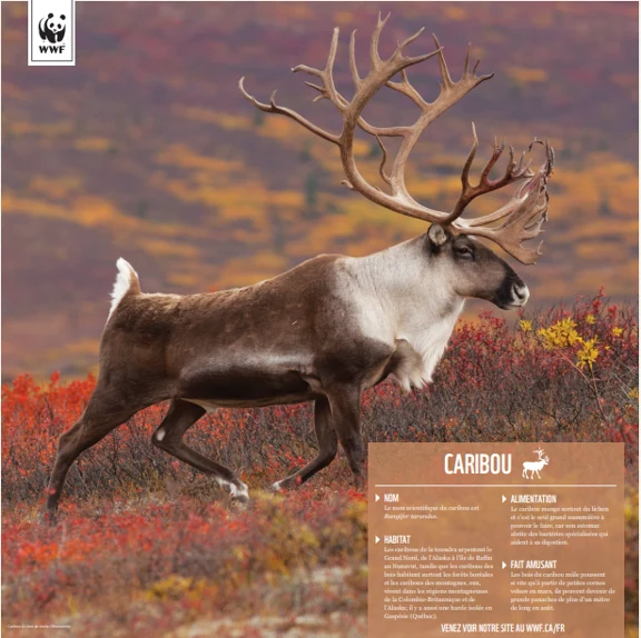 Caribou (Renne) - Image 4