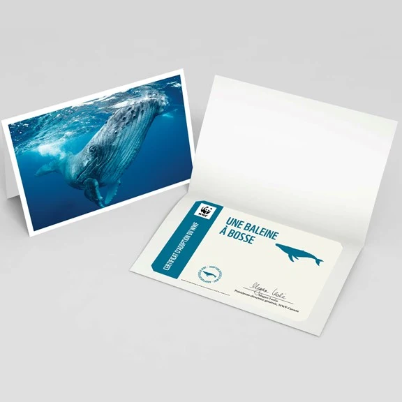 Carte baleine à bosse