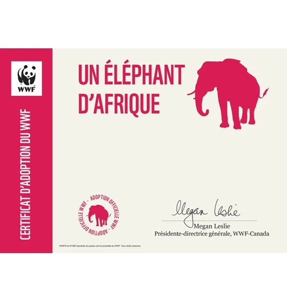 Carte éléphant d’Afrique - Image 3