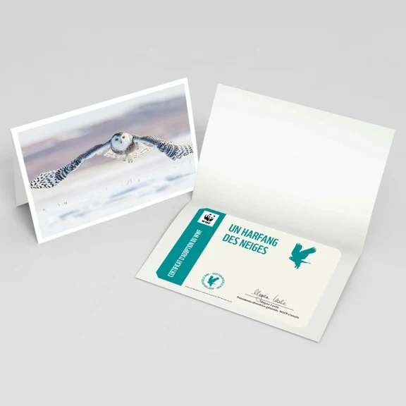 Carte harfang des neiges