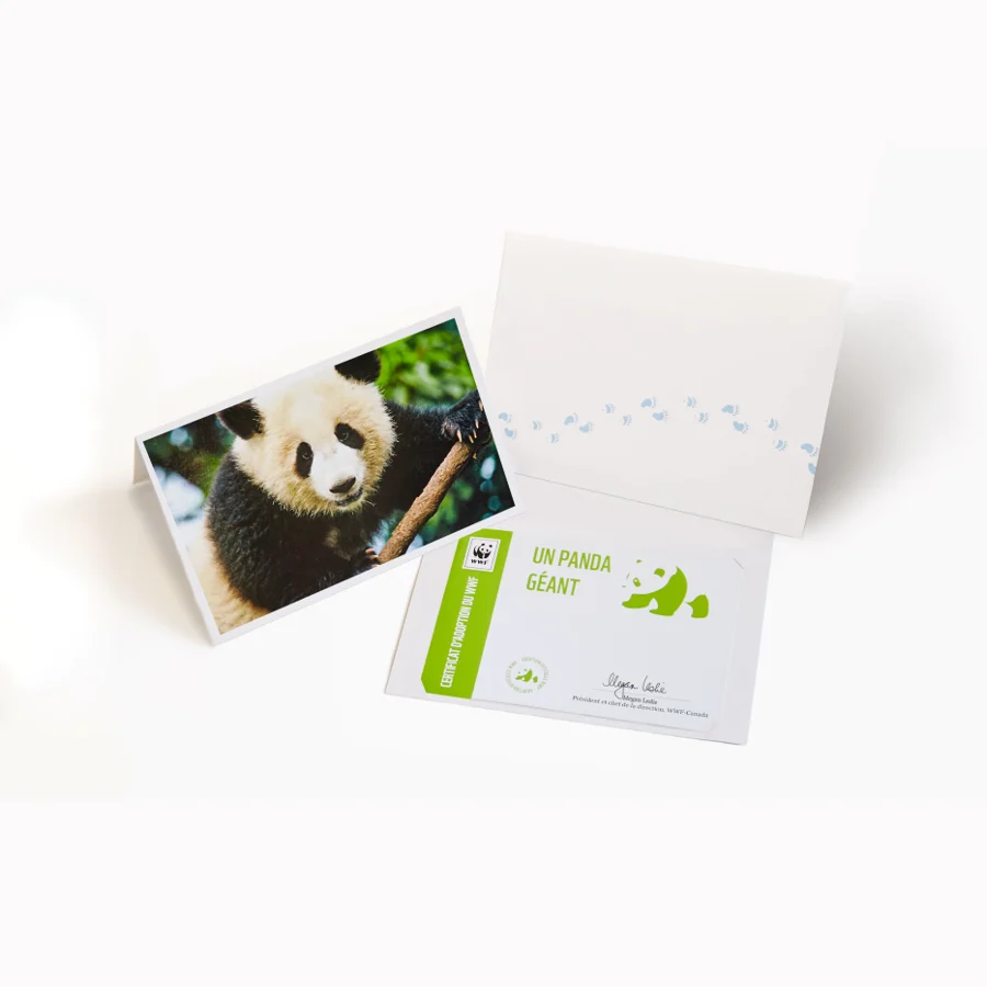Carte panda géant