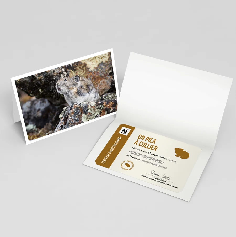 Carte pica à collier
