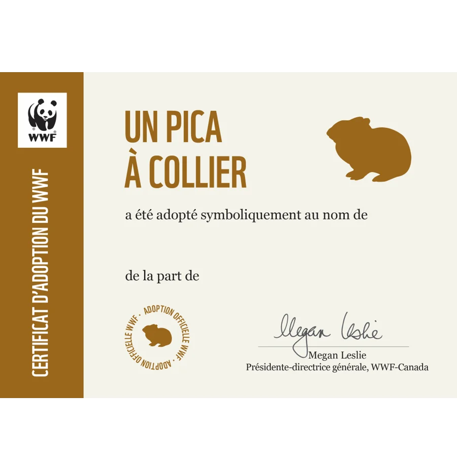 Carte pica à collier - Image 3