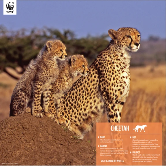 Cheetah - Image 4