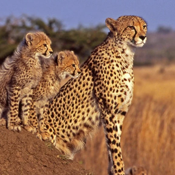 Cheetah digital adoption