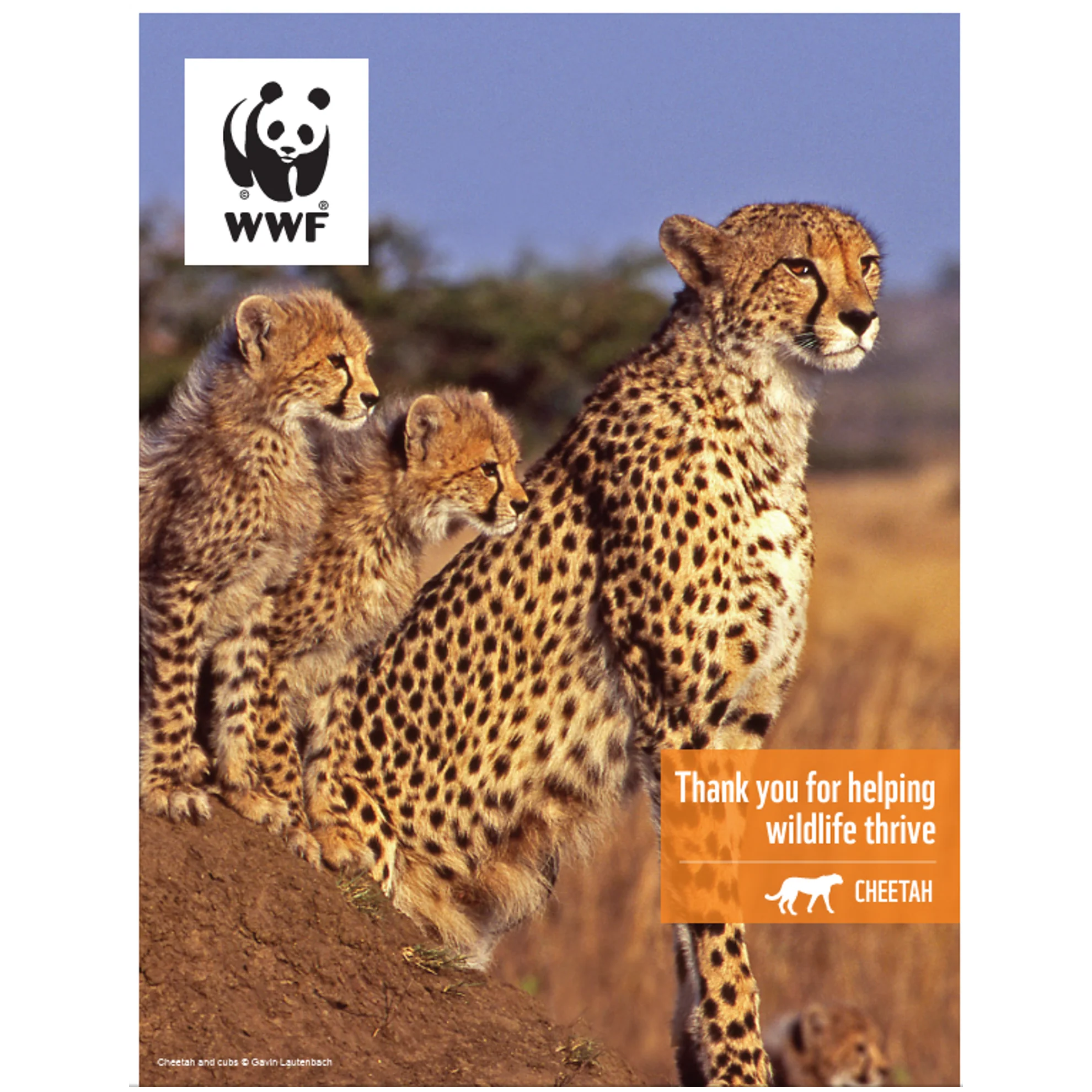 Cheetah digital adoption - Image 3