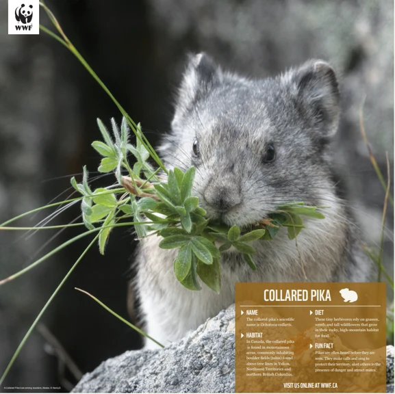 Collared pika - Image 4
