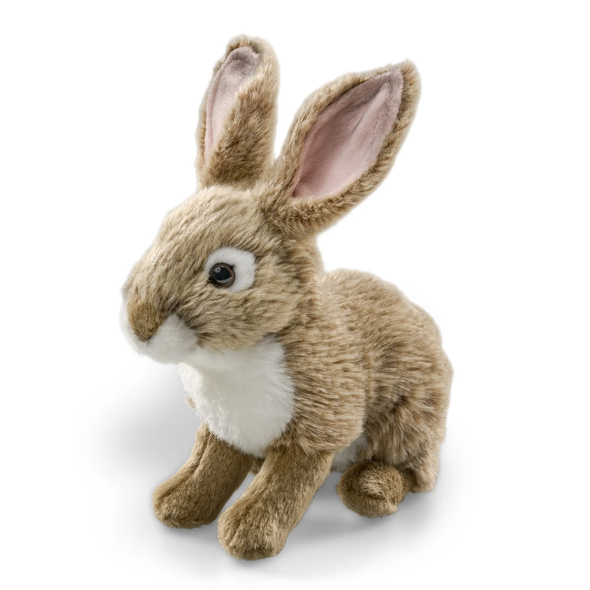 Eastern cottontail rabbit - Image 2