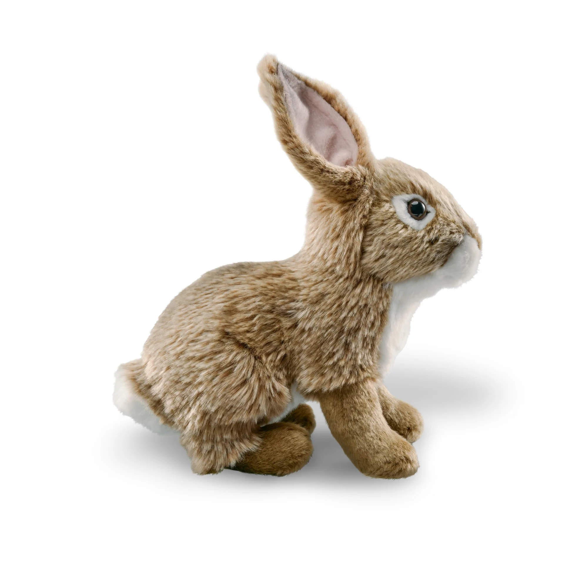 Eastern cottontail rabbit - Image 3