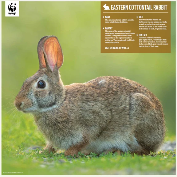 Eastern cottontail rabbit - Image 5