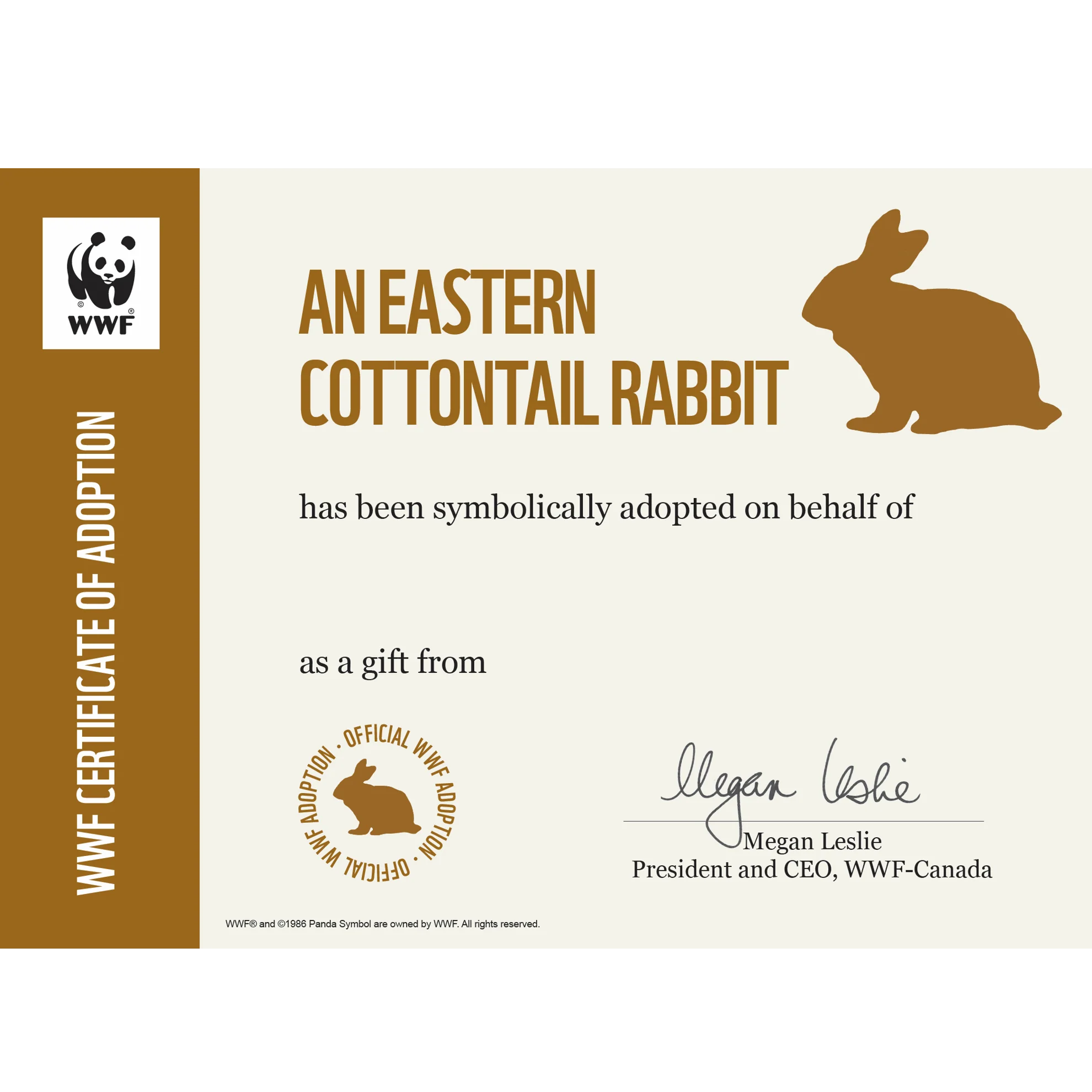 Eastern cottontail rabbit - Image 4