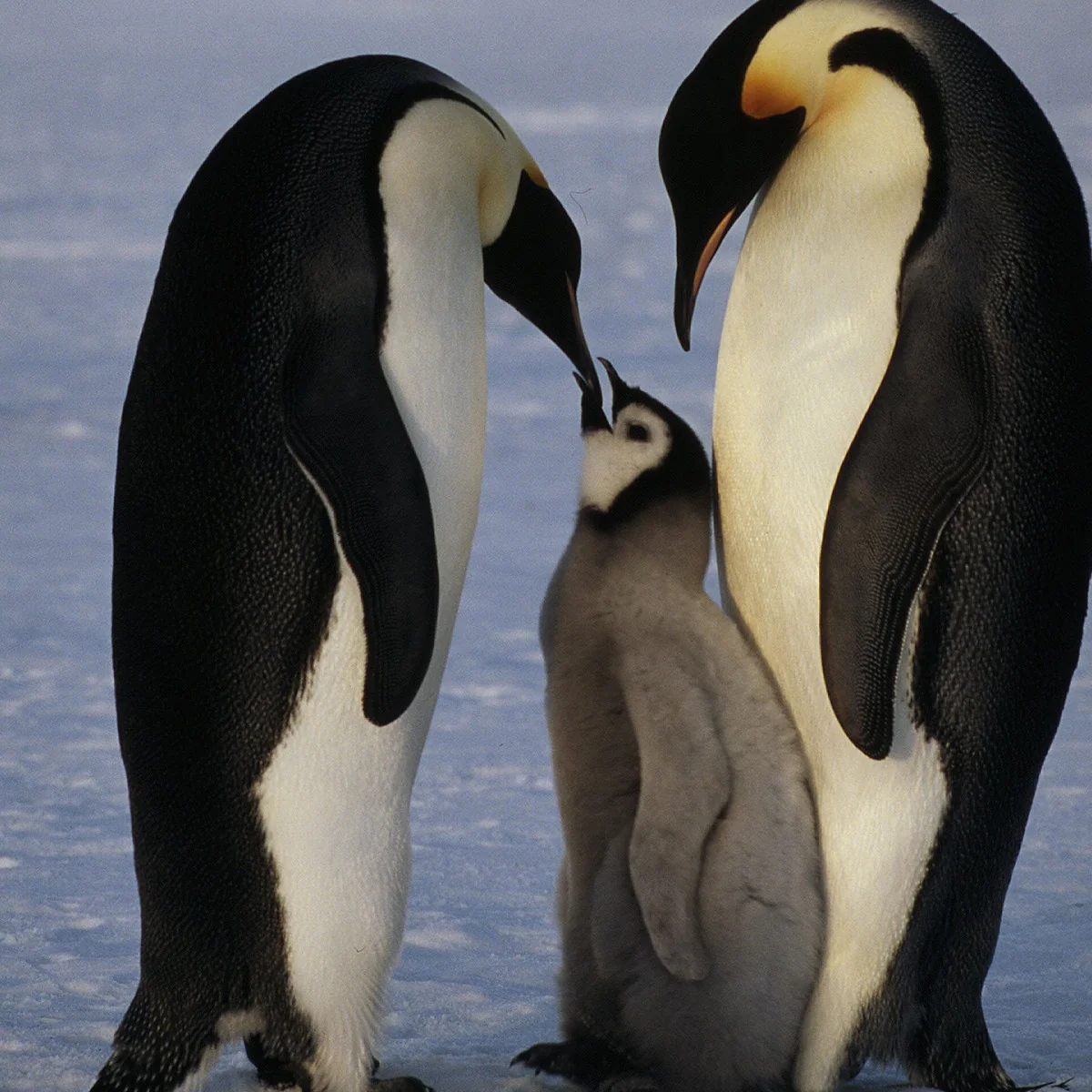 Emperor penguin family