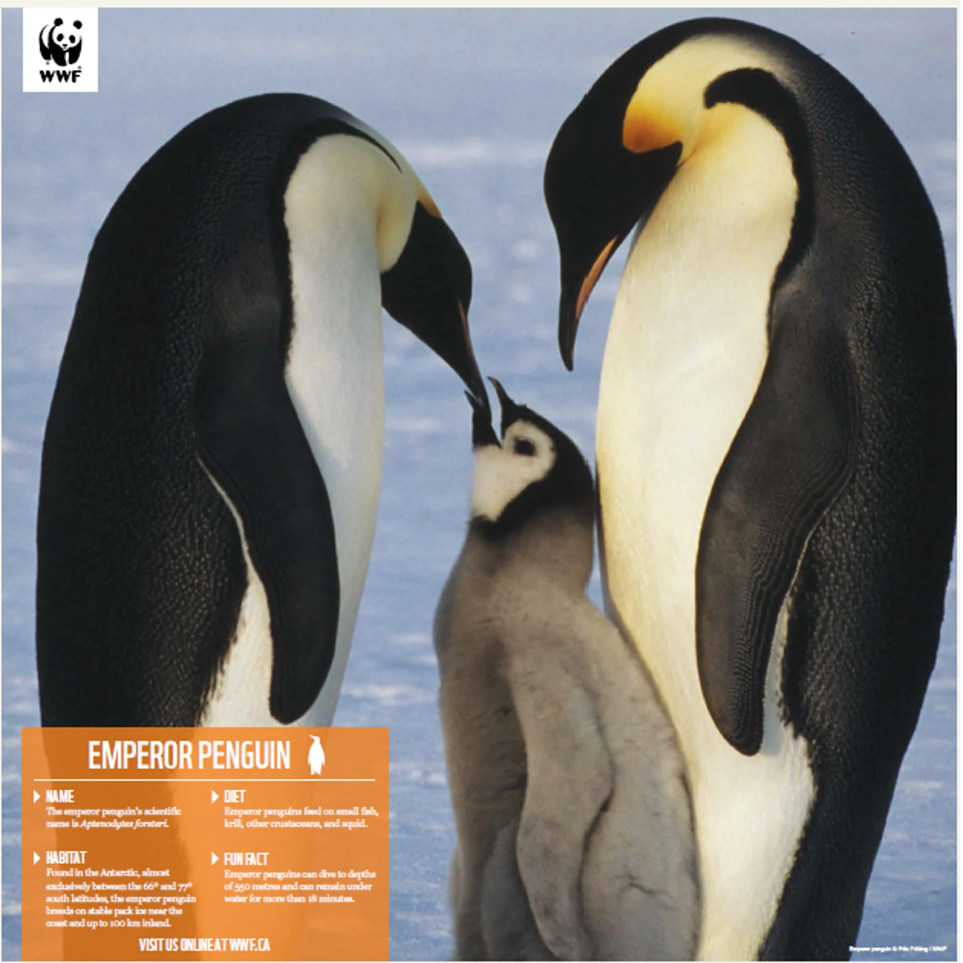 Emperor penguin family - Image 4