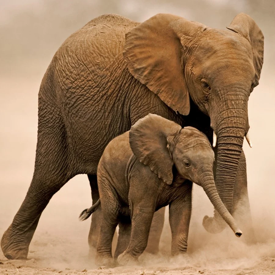 Famille d'éléphants d’Afrique