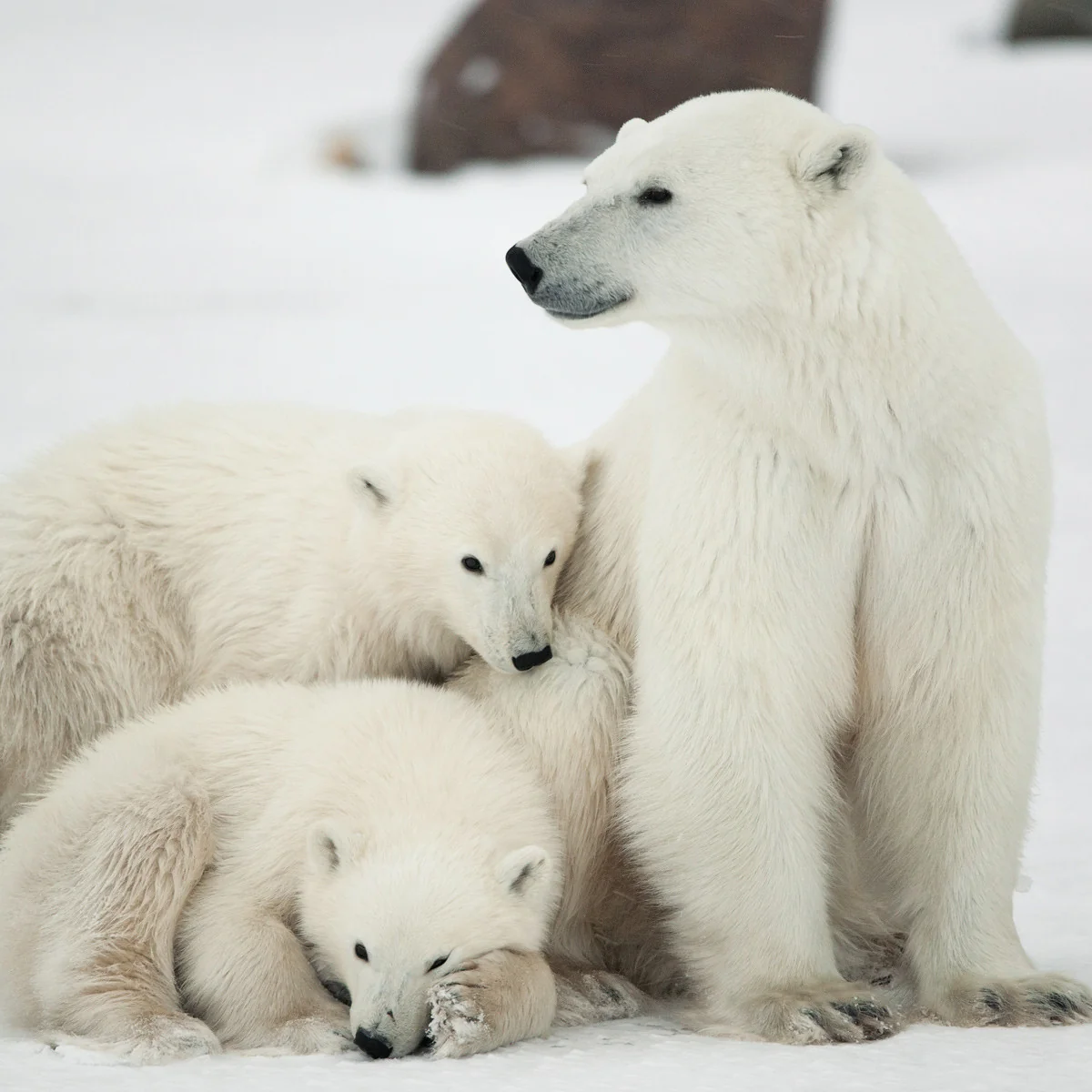 Famille d’ours polaires