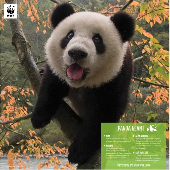 Famille de pandas géants - Image 4