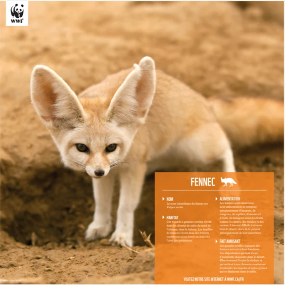 Fennec - Image 5
