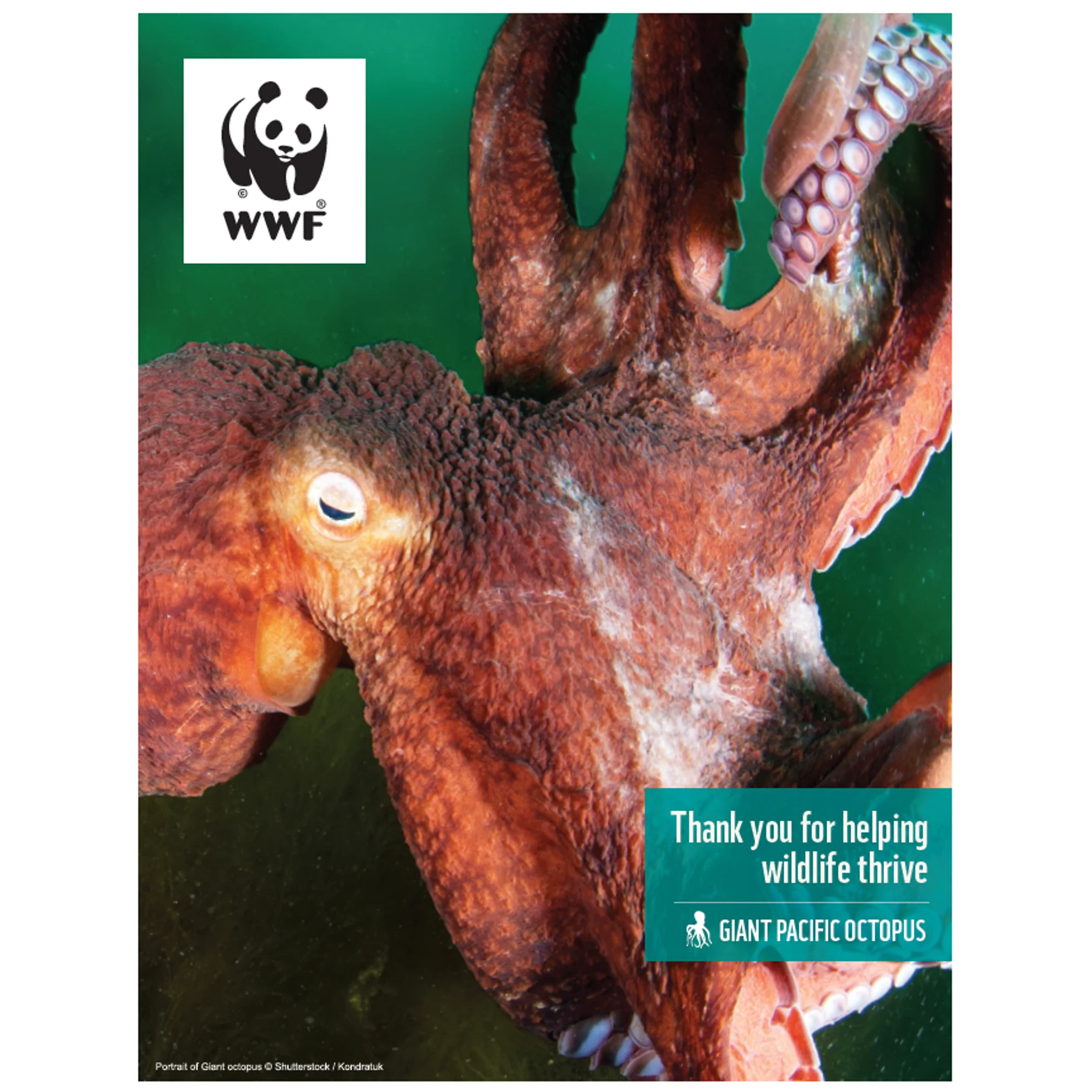 Giant Pacific octopus digital adoption - Image 3