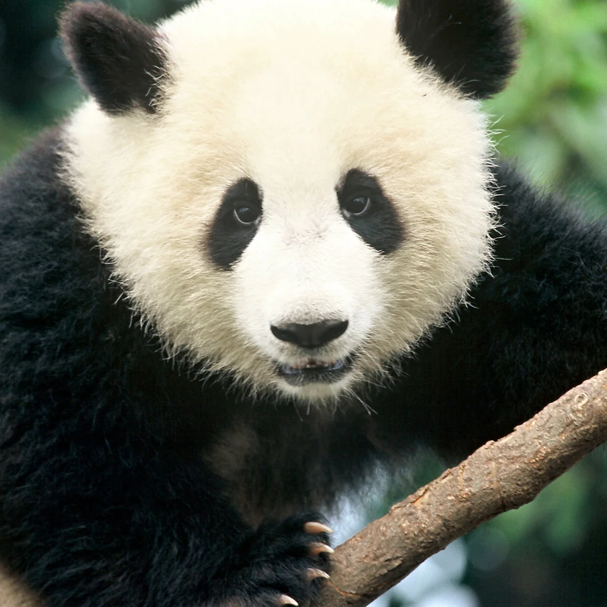 Giant panda adoption card - Image 2