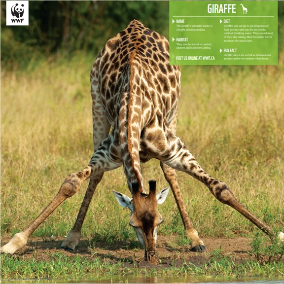 Giraffe - Image 4