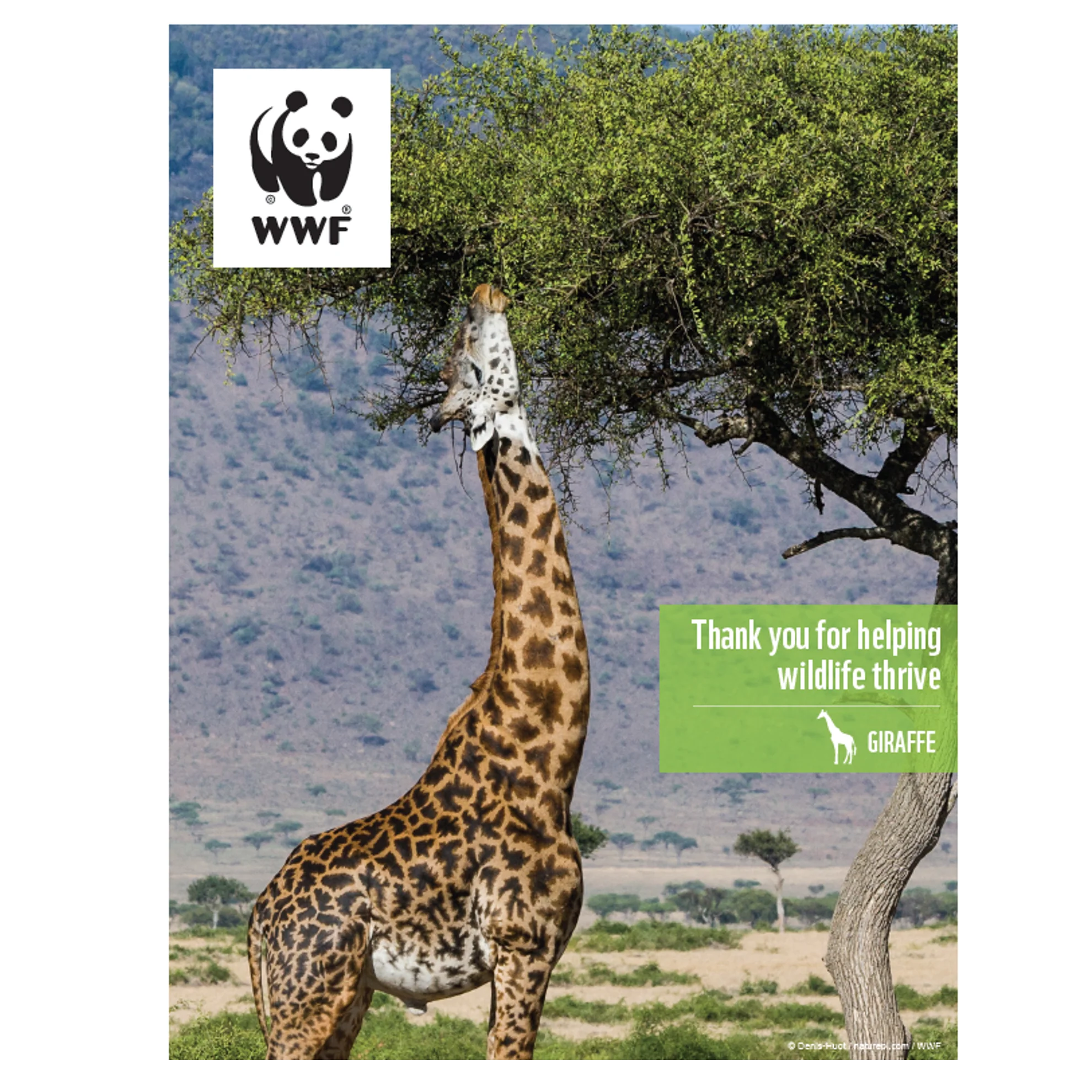 Giraffe digital adoption - Image 3