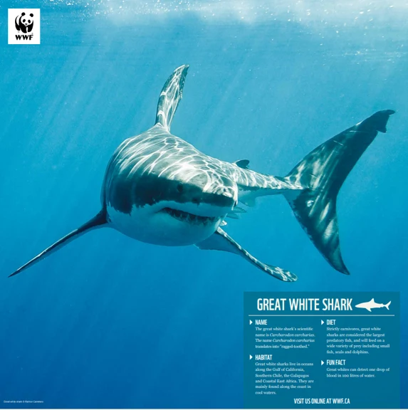 Great white shark - Image 4