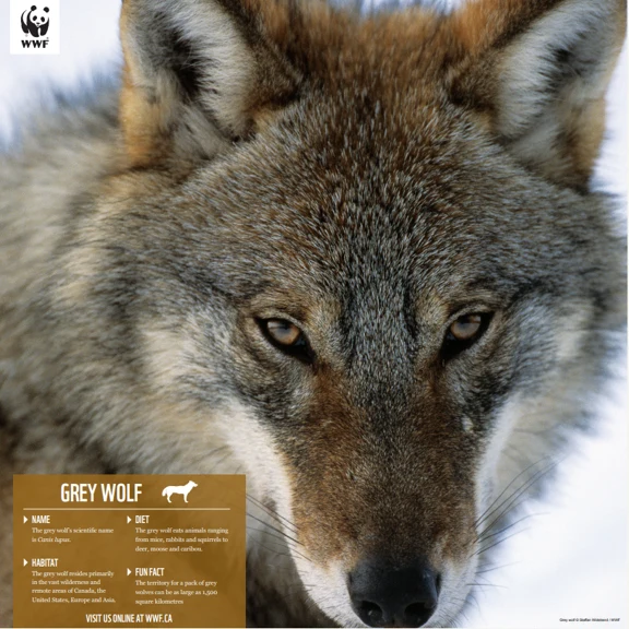 Grey wolf - Image 4