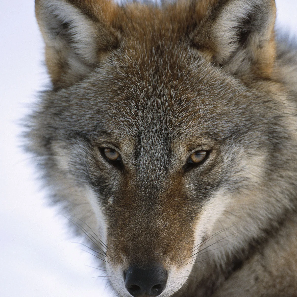 Grey wolf adoption card - Image 2