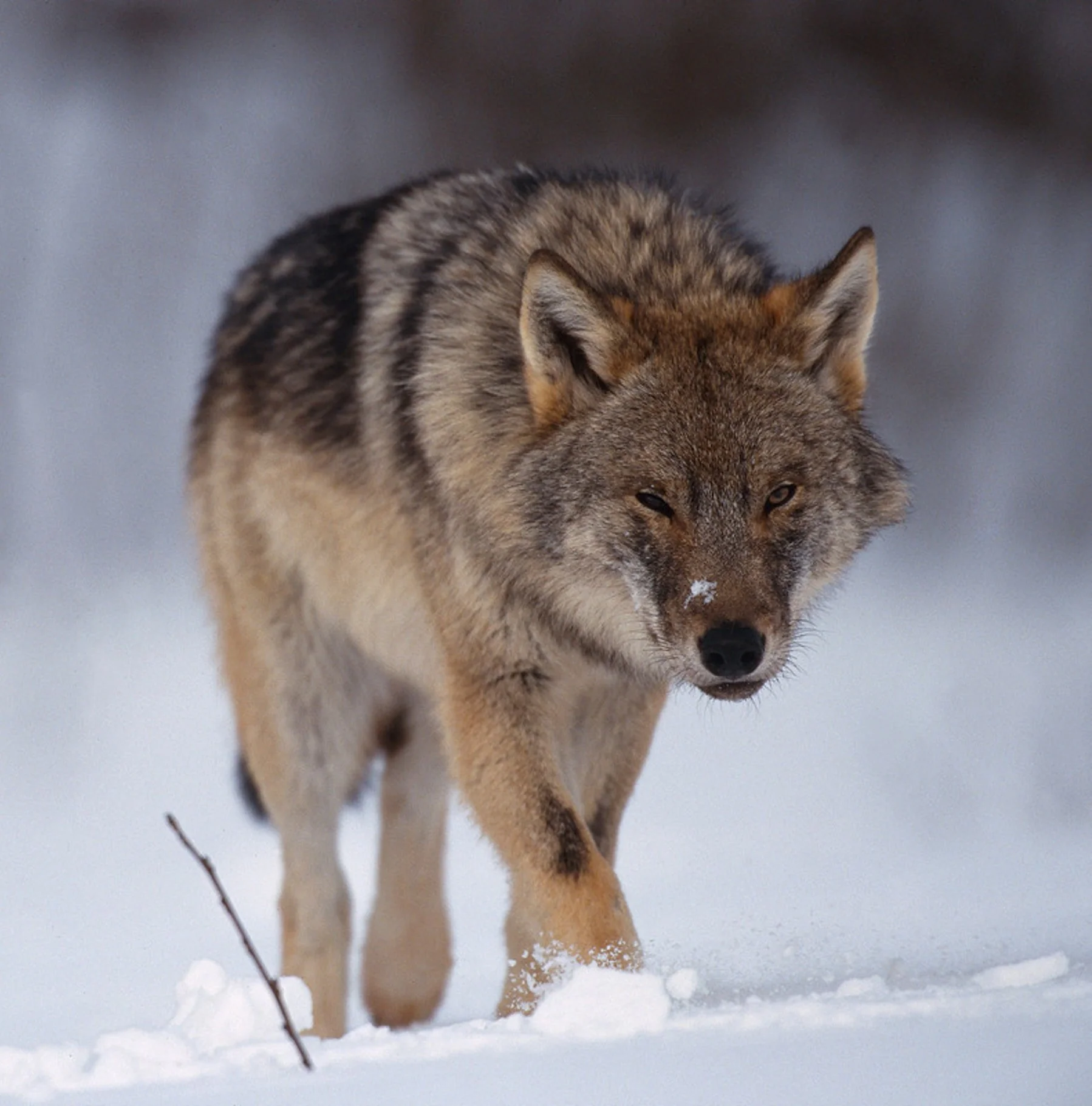 Grey wolf digital adoption