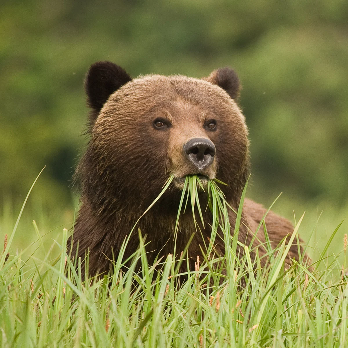 Grizzly bear
